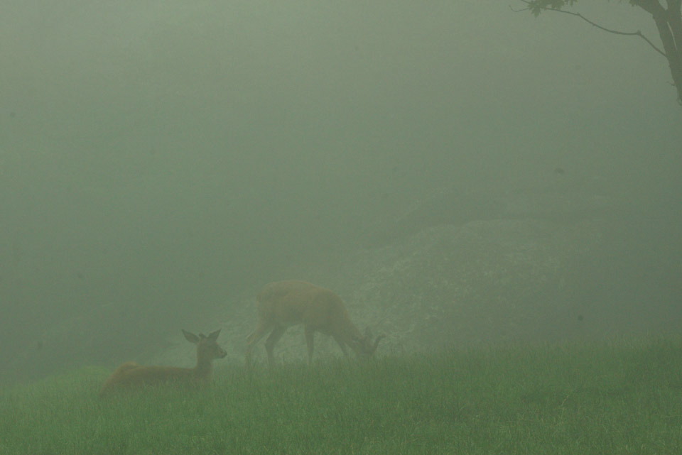 foggydeer.jpg