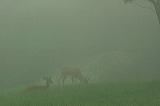 foggydeer